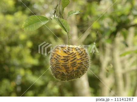 みかんに取り付くチャドクガの幼虫 みかんに取り付くチャドクガの幼虫 11141267