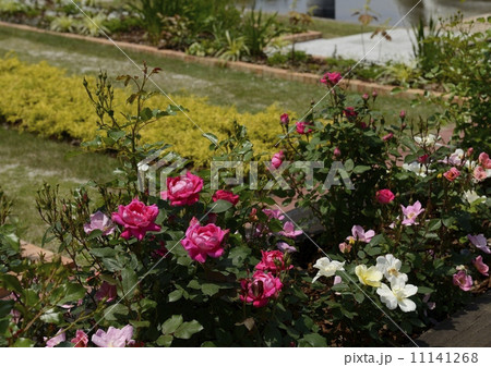 花壇 花壇 11141268