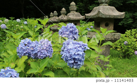 紫陽花 紫陽花 11141403