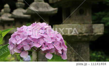 紫陽花 紫陽花 11141404