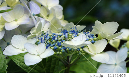 紫陽花 紫陽花 11141406