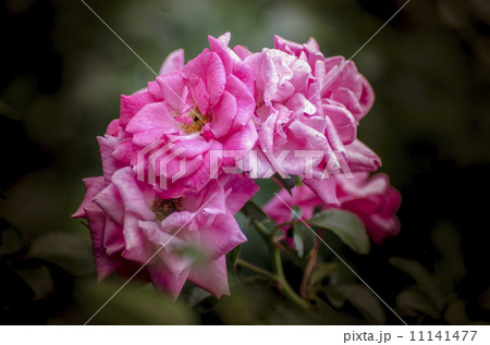 花そして春の息吹 11141477