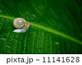 芭蕉とカタツムリ 11141628
