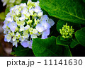 紫陽花 11141630