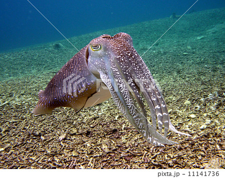 石垣島の甲イカ コブシメ の写真素材