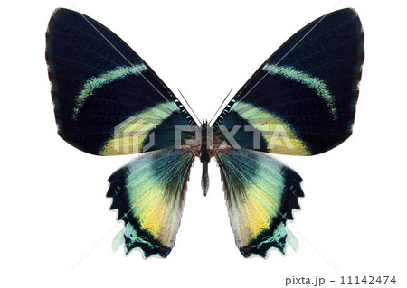 beautiful butterfly isolated on white beautiful butterfly isolated on white 11142474