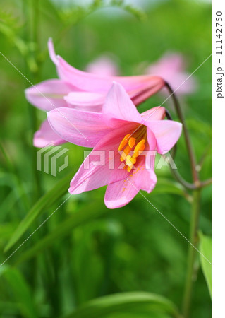 ヒメサユリ 11142750