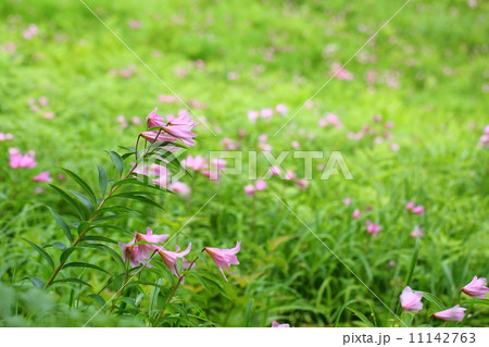 ヒメサユリ 11142763