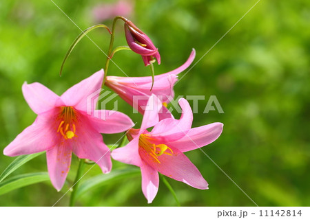 ヒメサユリ 11142814