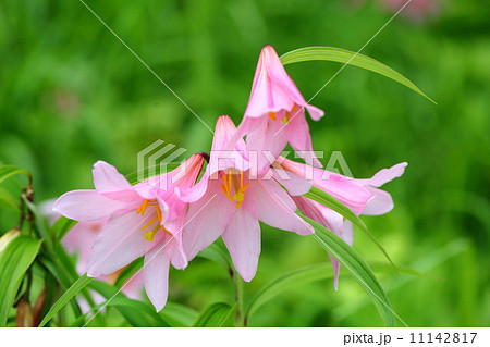 ヒメサユリ ヒメサユリ 11142817