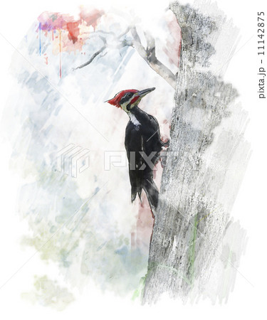 Watercolor Image Of  Pileated Woodpecker (Dryocopus pileatus) 11142875