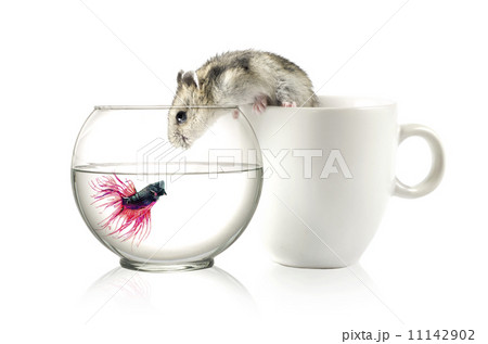 Betta in bowl and Hamster in cup Isolated on white . Betta in bowl and Hamster in cup Isolated on white . 11142902