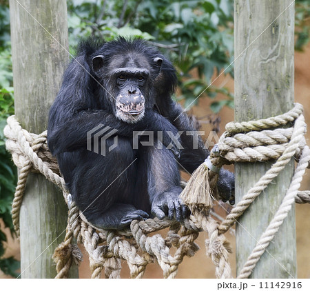 Chimpanzee Chimpanzee 11142916