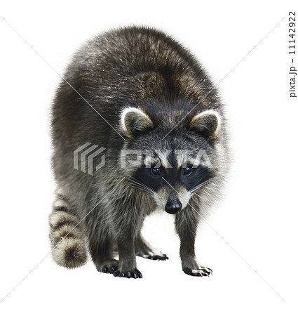 Raccoon 11142922