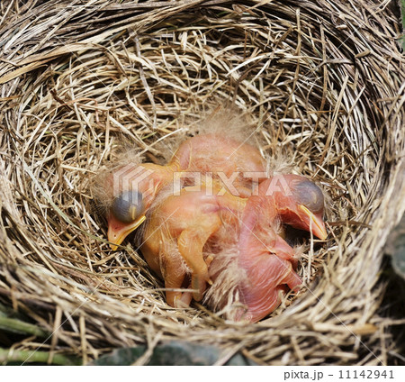 Close-Up Of Just Hatched Robin Chicks 11142941