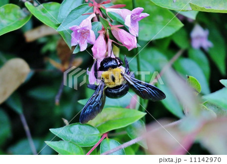 クマバチ 11142970