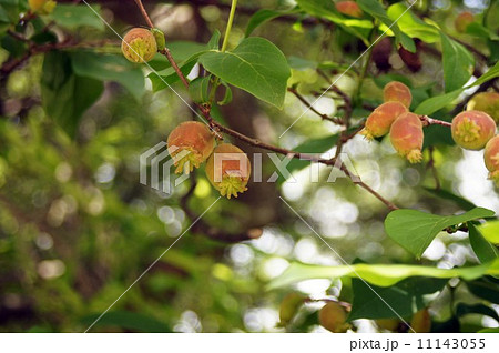 素心蠟梅の果実 11143055