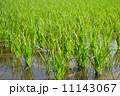 たんぼ 11143067