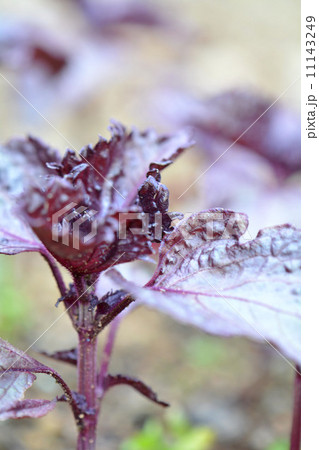 赤しそ 赤しそ 11143249