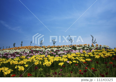 大阪南港 舞洲 ゆり園の写真素材