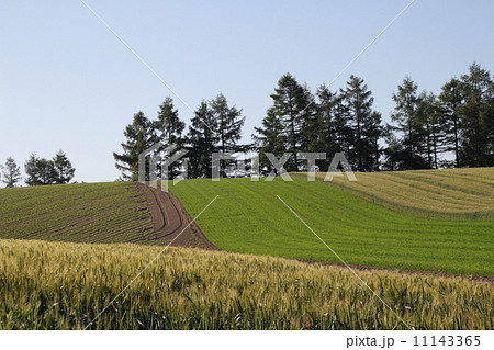 美瑛のパッチワーク麦畑 美瑛のパッチワーク麦畑 11143365