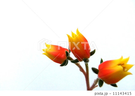 紅輝炎の花の写真素材