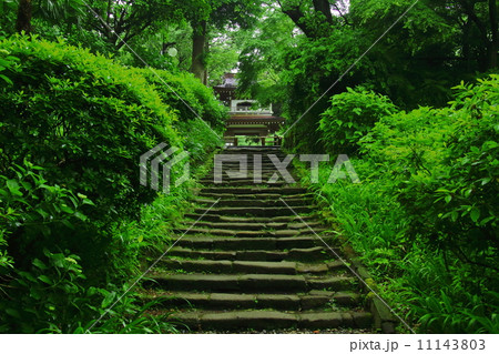 浄智寺の新緑 11143803