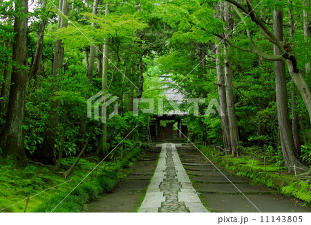 寿福寺の新緑 11143805