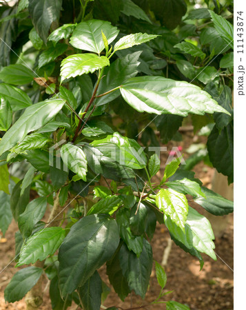 ブッソウゲ 11143874