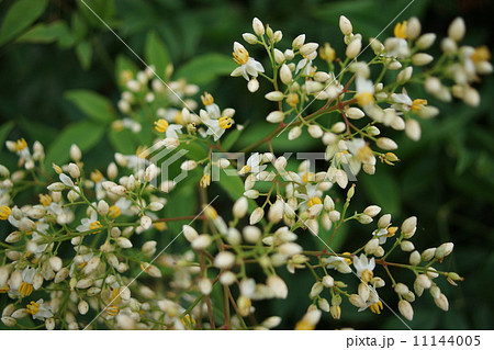 南天の花 11144005