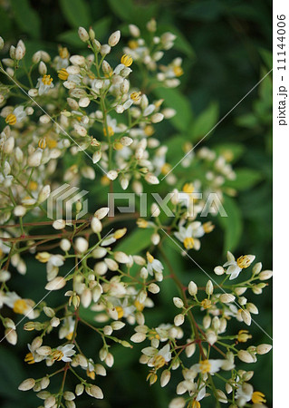 南天の花 11144006