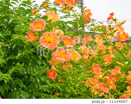 ノウゼンカズラ ノウゼンカズラ 11144007