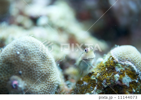 カエルウオ 11144073