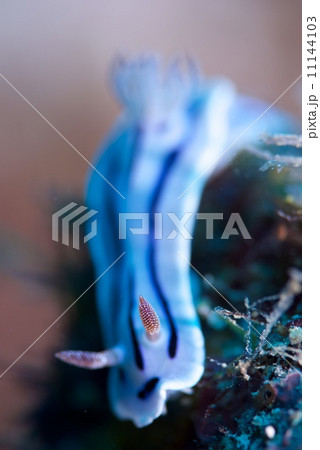 ミゾレウミウシ 11144103