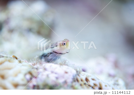 カエルウオ 11144112