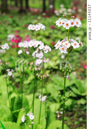 クリン草の立ち姿 11145037
