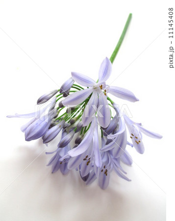 薄紫色のアガパンサス Agapanthus of a lavender color 薄紫色のアガパンサス Agapanthus of a lavender color 11145408
