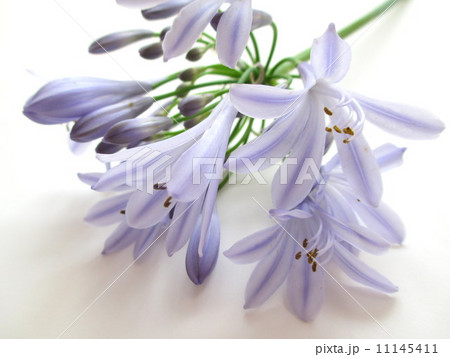 薄紫色のアガパンサス Agapanthus of a lavender color  薄紫色のアガパンサス Agapanthus of a lavender color  11145411