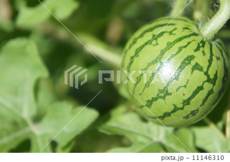 ミニスイカ 11146310