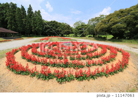 サルビア サルビア 11147063