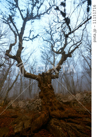 autumn landscape, trees in the mist at dawn autumn landscape, trees in the mist at dawn 11151716