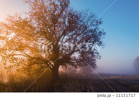 autumn landscape, trees in the mist at dawn 11151717