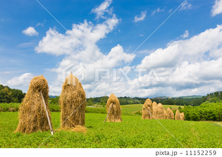 Traditional hay stacks on the field. Traditional hay stacks on the field. 11152259