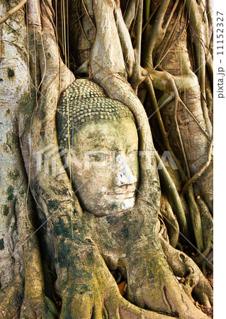 A buddha head inside a tree in Thailand 11152327