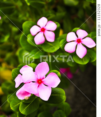 Pink flower in field. Pink flower in field. 11152328