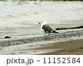ウミネコ 11152584