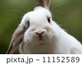 ウサギ、ホーランドロップ。 11152589