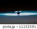 ハエ、スポットライト 11152591