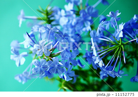 涼しげなルリマツリの花 11152775