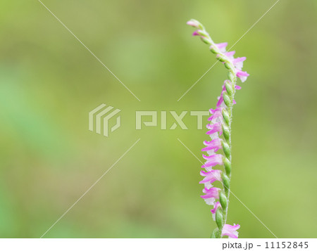 野のネジバナ 11152845